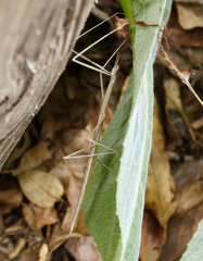 Parabacillus hesperus