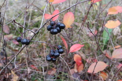 Aronia mitschurinii