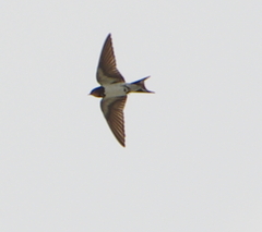 Hirundo rustica gutturalis