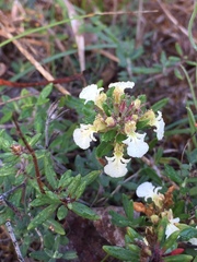 Teucrium montanum