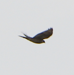 Accipiter gularis