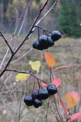 Aronia mitschurinii