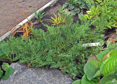 Juniperus × pfitzeriana