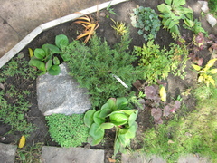 Juniperus × pfitzeriana