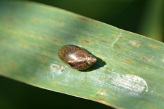 Succineidae