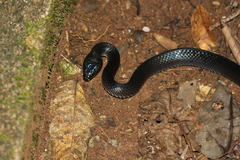Stegonotus australis