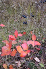 Aronia mitschurinii