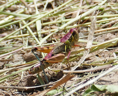 Melanoplus lakinus