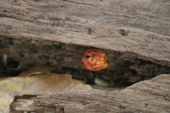 Amphilogia gyrosa