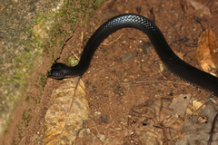 Stegonotus australis