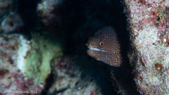 Gymnothorax meleagris