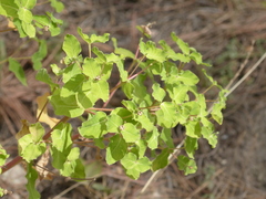 Euphorbia insularis