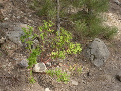 Euphorbia insularis