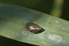 Succineidae
