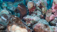 Gymnothorax meleagris