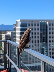 Buteo jamaicensis