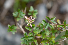 Abelia chinensis