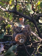 Quercus ithaburensis