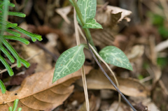 Goodyera schlechtendaliana