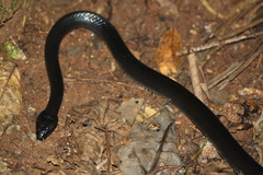 Stegonotus australis