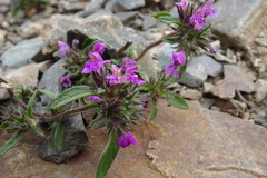 Galeopsis pyrenaica
