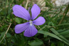 Viola cornuta