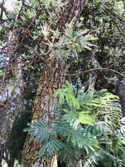 Agelanthus natalitius