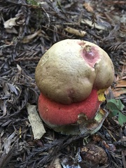 Rubroboletus pulcherrimus