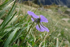 Viola cornuta