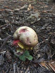 Rubroboletus pulcherrimus