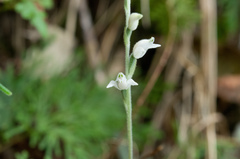 Goodyera schlechtendaliana