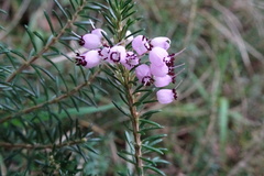 Erica vagans