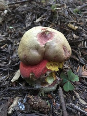 Rubroboletus pulcherrimus