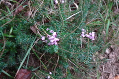 Erica vagans