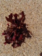 Rhodophyta
