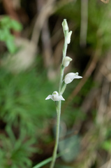 Goodyera schlechtendaliana