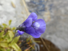 Pinguicula leptoceras