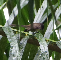Rhipidura javanica