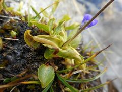 Pinguicula leptoceras