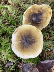 Tricholoma subsejunctum