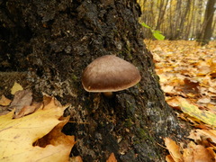Pluteus cervinus