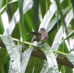 Rhipidura javanica