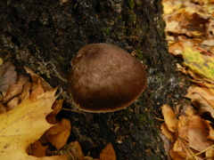Pluteus cervinus
