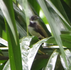 Rhipidura javanica