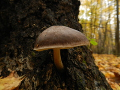 Pluteus cervinus