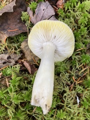 Tricholoma subsejunctum