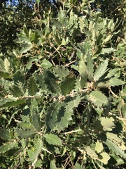 Quercus ithaburensis