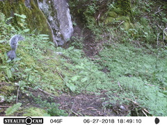 Sciurus oculatus tolucae