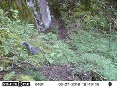 Sciurus oculatus tolucae