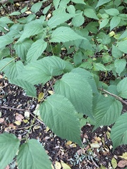 Rhodotypos